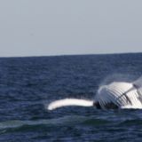 Die Buckelwale ziehen von September - Oktober südwärts entlang der Ostküste Australiens. 
