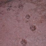 Nein, das sind keine "Jack-Wolfskin" Schuhabdrücke, sondern Dingo Spuren. Diese Abdrücke haben auch den Kerl verraten, welcher Roger's Flip Flop geklaut und dann zerbissen hat. Unglaublich, nicht einmal in der Wüste ist man vor Dieben sicher. 
