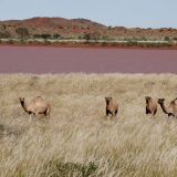 Ja ja, jetzt sehen diese Kamele richtig freundlich aus. Als sie uns jedoch gejagt haben, war mit ihnen nicht mehr zu spassen. Und im Hintergrund sieht man die Überschwemmungen, welche noch kilometerweit so weitergehen. Der Weg ist auf der anderen Seite des Sees.

