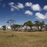 Savannenlandschaft auf dem Weg von Broken Hill nach Yunta
