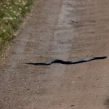 Auf der Eyre Peninsula wimmelt es nur so von 'Black Tiger Snakes', hier haben wir endlich mal eine vor die Linse bekommen.
