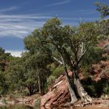 Fotostop in der "Brachina Gorge", ebenfalls in den Flinders Ranges.

