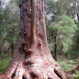 \"Tingle Tree\" Bäume, wachsen nur im \"Valley of the Giants\". Wenn man den Baum genau anschaut, sieht er doch fast einwenig wie ein Kobold aus. 
