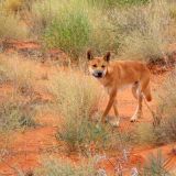 Ein Dingo spaziert gemütlich an uns vorbei. 
