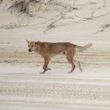Ein Dingo spaziert neben uns her.
