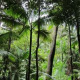 Tropischer Regenwald auf Fraser Island.
