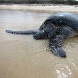 Im Norden von Fraser Island entdeckten wir diese riesige Meeresschildkröte. 
