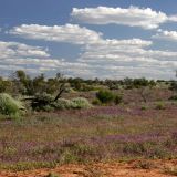 Blumenwiese im Outback. 
