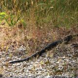 Eine "Black Tiger Snake".
