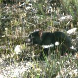 Und hier ist er, unser neues Lieblingstier von Australien. Ein wilder "Tasmanischer Teufel".
