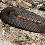 ...Schlangenbilder schiessen. Hier eine wunderschöne "Red Bellied Black Snake" beim Sonnen.

