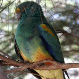 In "Kalbarri" besuchen wir die "Rainbow Jungle", eine Aufzuchtstation für gefährdete, australische Papageien-Arten. 
