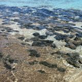 ...Stromatoliten, die älteste nachweisbare Lebensform auf unserem Planeten, befinden (kaum vorstellbar, dass wir von diesen Dingern abstammen sollten).
