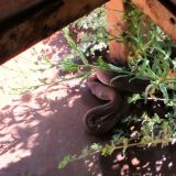 Diese Schlange hat sich auf einer Buschtoilette einquartiert. Um sie sanftmütig zu stimmen, gab ihr der Ranger zuvor noch einen Frosch zu fressen. Na ja, wenn das jemand beruhigt?
