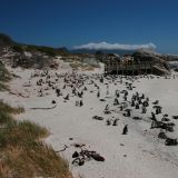 Den Boulders Beach haben sich die Pinguine als Brutstätte ausgesucht 

