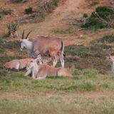Die Elen-Antilope, Afrikas groesste Antilopen Art
