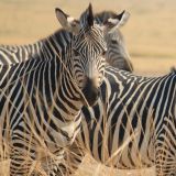 Zebra Herde

