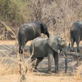 Elefanten Herde im South Luangwa NP

