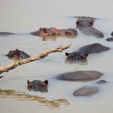 Im Luangwa River ist jetzt Wassertiefstand. Es wird langsam eng fuer die Hippos und Crocs...

