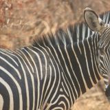 Ist das Zebra nun schwarz-weiss oder weiss-schwarz?
